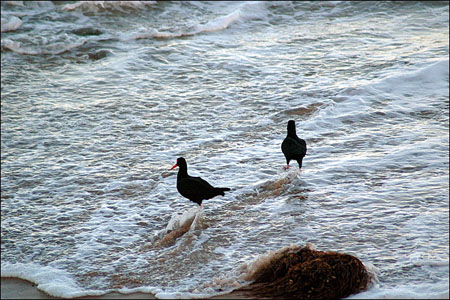 sandon_point_098