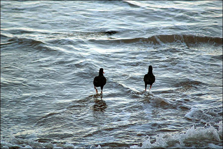 sandon_point_099