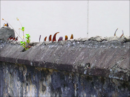 nr_bencoolen_st_05